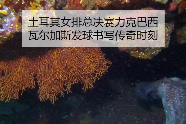 tu-er-qi-nv-pai-zong-jue-sai-li-ke-ba-xi-wa-er-jia-si-fa-qiu-shu-xie-chuan-qi-shi-ke-2-931.jpg