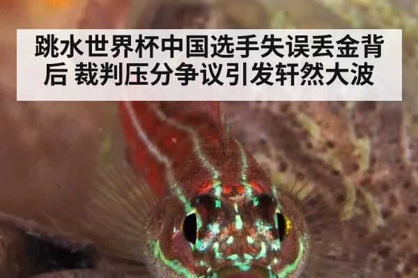 跳水世界杯中国选手失误丢金背后 裁判压分争议引发轩然大波